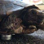 tortoise with an alwayse ball transfer unit as a replacement limb