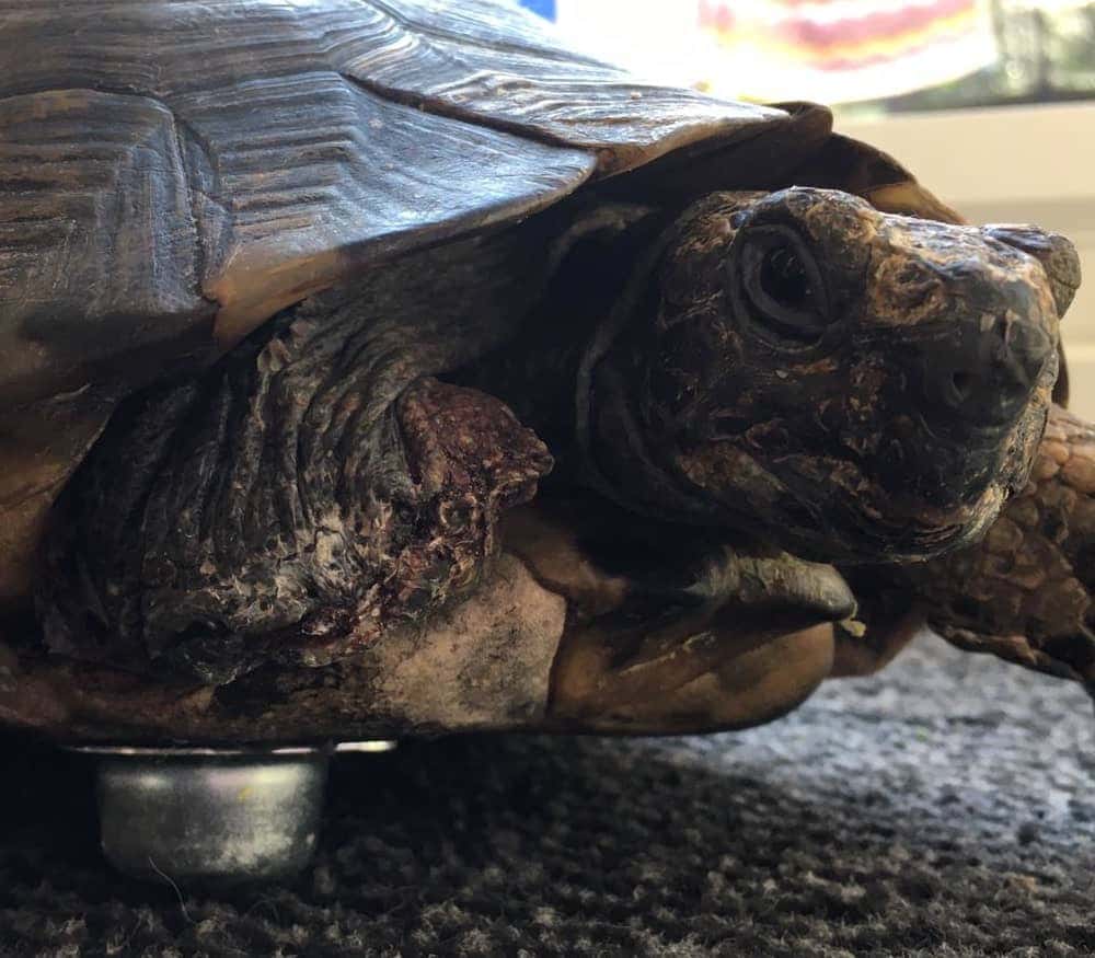 tortoise with an alwayse ball transfer unit as a replacement limb